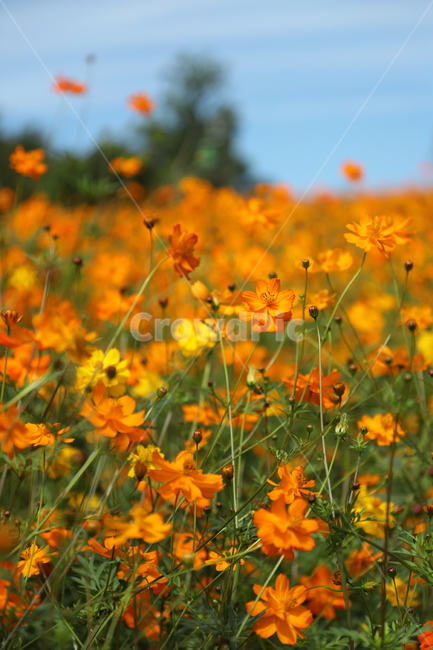 꽃,들꽃,황화코스모스,가을,꽃밭,들꽃마루,올림픽공원,식물,자연,plants,nature,꽃,flower