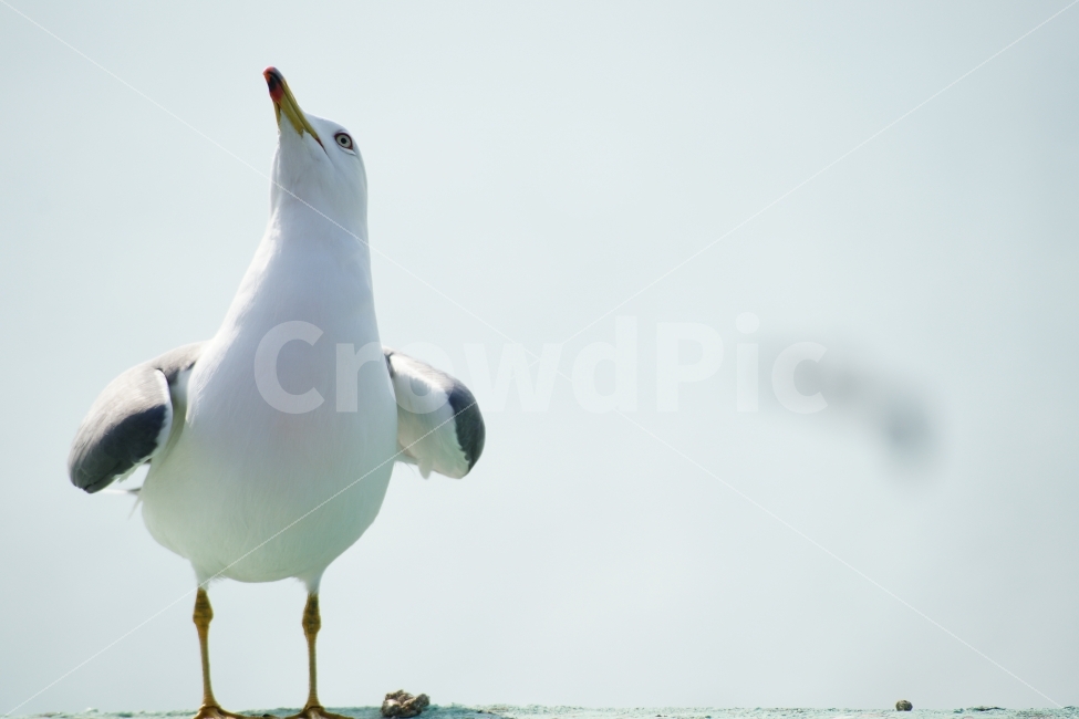 갈매기,바다,항구,서해,똥,한마리,도도,seagull,동물,animal,조류,새,birds