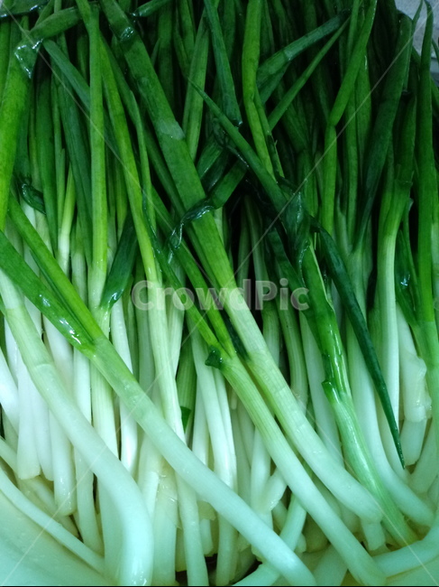 쪽파,식물,food,plant,백합과,인경채소,채소,실파,깐쪽파,음식,식재료,요리,food,cook,meal,dishes,food reserves