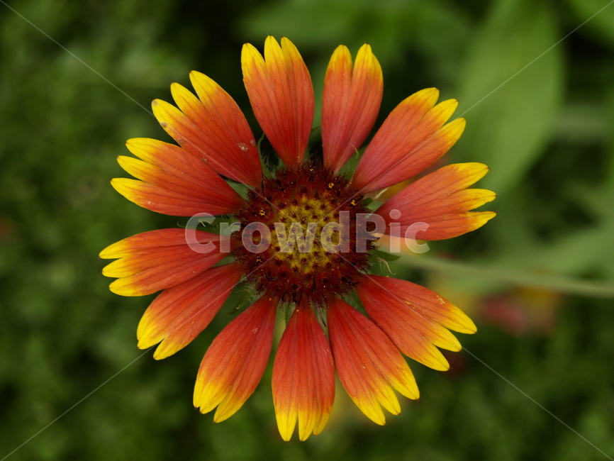 꽃,여름,한송이,초록색,주황색,식물,자연,plants,nature,꽃,flower