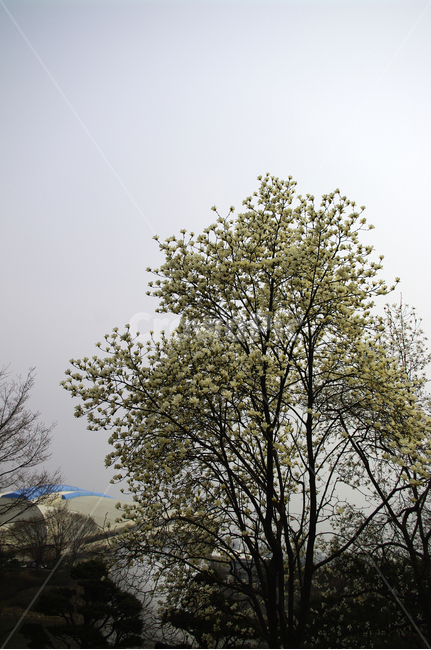 목련,봄,spring,계절,식물,plant,자연,nature,꽃,flower,자연,풍경,nature,landscape,tree,나무