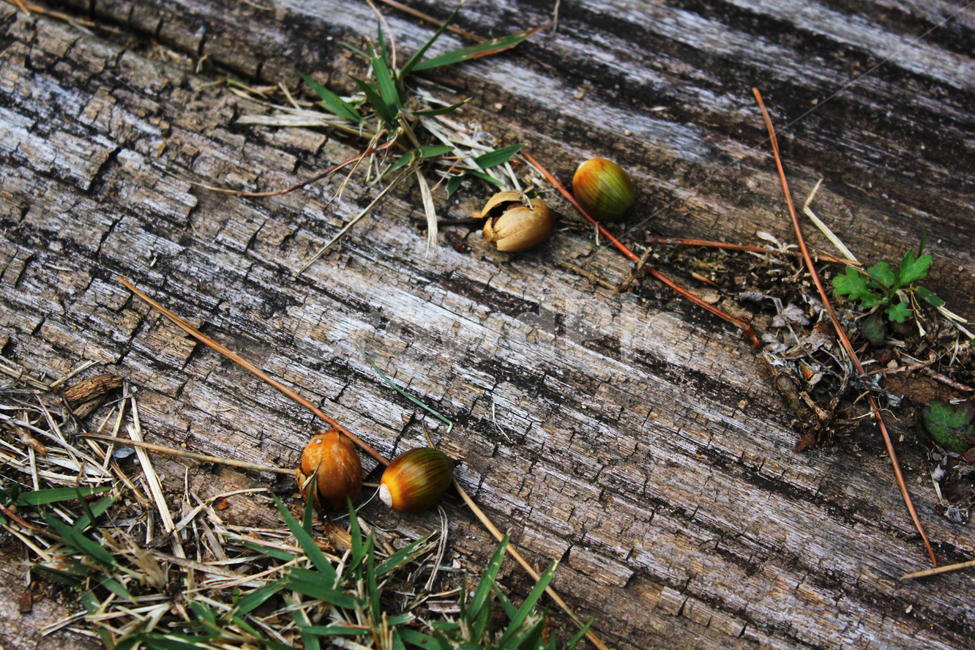 도토리,seed,나무,씨앗,잡초,plant,nature,자연