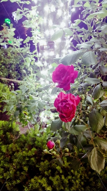 장미,빨간장미,조명,나무,식물,rose,배경,배경이미지,분위기,감성,식물,자연,plants,nature,꽃,flower