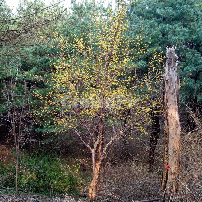 산수유,산수유꽃,산수유나무,봄꽃,봄나무,봄,plant,식물,tree,나무,treetrunk,나무줄기,ground,산,노란꽃,초록나무