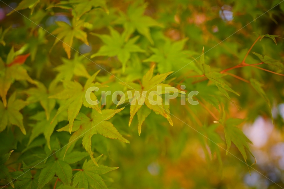 가을,autumn,fall,season,계절,단풍,나무,나뭇가지,이파리,단풍잎,자연,nature,tree,산림,삼림,숲,숲속,낙엽,한국자연,11월,November,풍경,landscape,경치,스냅,스냅사진,snap,snapshot,감성,감성사진,느낌,feel,분위기,잎사귀,식물,자연,plants,nature