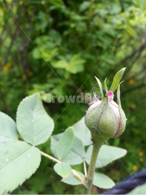 식물,flower,꽃,blossom,rose,장미,몽우리,식물,자연,plants,nature,꽃,flower