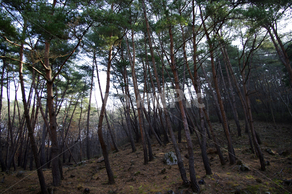 나무,식물,plant,소나무,숲,자연,풍경,nature,landscape,tree,ground,바닥