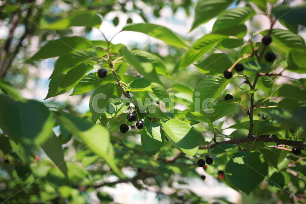 벚나무,벚나무열매,버찌,열매,잎,나무,초록,nature,tree,cherry,버찌열매,식물,자연,plants,nature,과일,열매,fruit