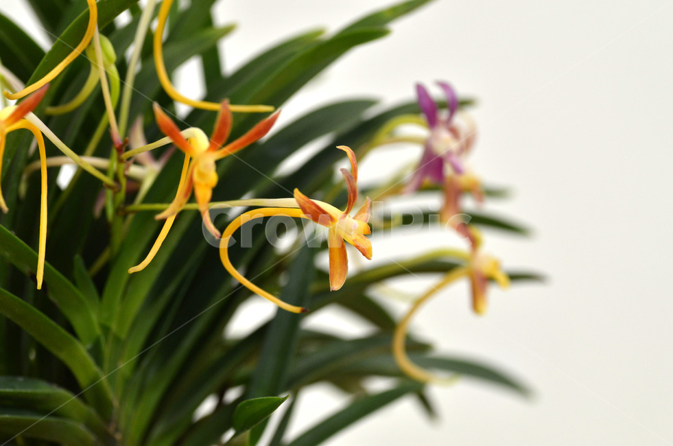 풍란,風蘭,난초,야생란,꽃,식물,자연,plants,nature,꽃,flower