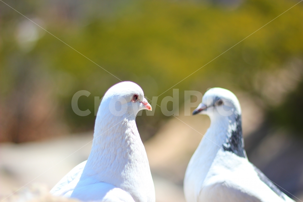 비둘기,새,부부,커플,사랑,bird,love,couple,행복,동물,animal,조류,새,birds