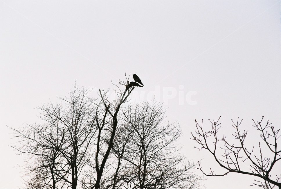 까마귀,crow,새,나무,tree,bird,couple,동물,조류,animal,식물,자연,plants,nature,나무,trees,wood