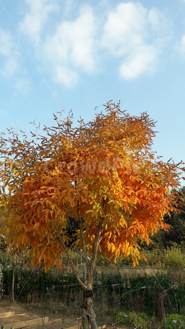 수목원,단풍,가을,주황색,나무,가을,계절,fall,autumn,season,식물,자연,plants,nature,나무,trees,wood,leaf,잎,plant,tree,maple