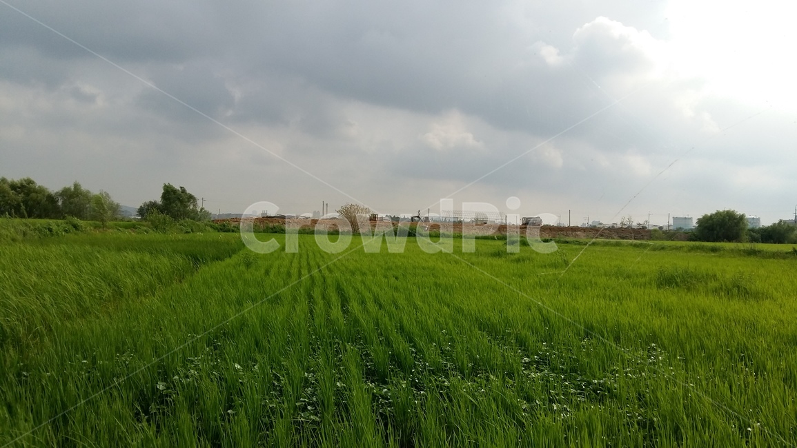 논,벼,논농사,논풍경,벼농사,산업,industry,industrial,농업,농사,agriculture,farming,farming industry