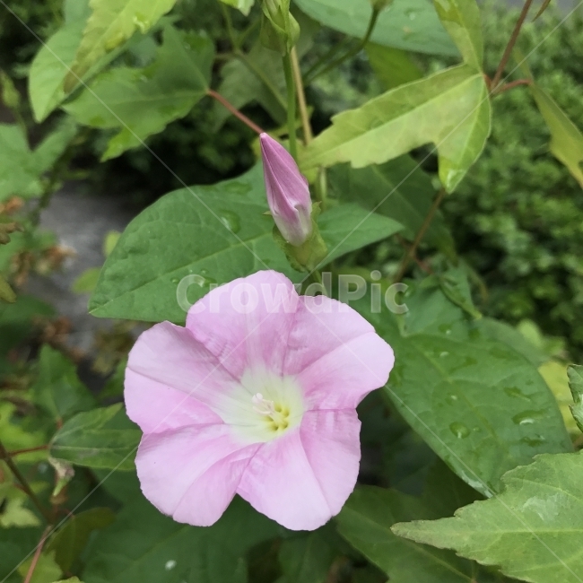 메꽃,가는메꽃,가는잎메꽃,고자화,미초,메,좁은잎메꽃,선화,DahurianGlorybind,덩굴꽃,덩굴성다년초,분홍꽃,삭과,식용,약용,약재,식물,꽃,Flower,식물,자연,plants,nature,꽃,flower