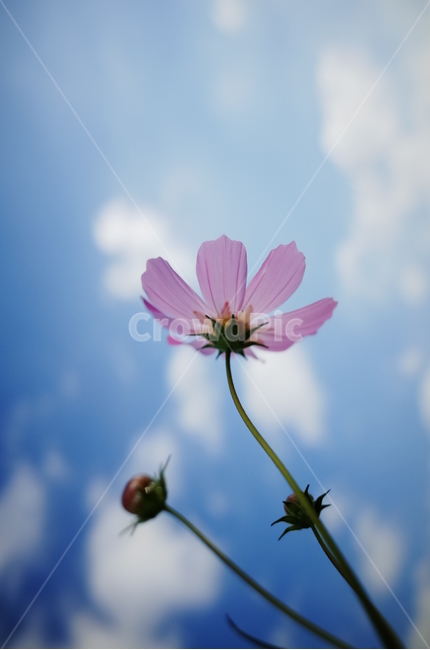 코스모스,분홍색,파란하늘,여름,접사,하늘,가을,계절,fall,autumn,season,식물,자연,plants,nature,꽃,flower,plant,blossom,daisy,데이지,daisies