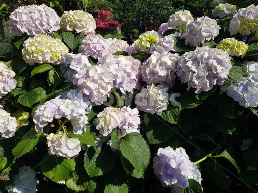 자연,꽃,수국,수국꽃,힐링,여유,식물,자연,plants,nature,꽃,flower