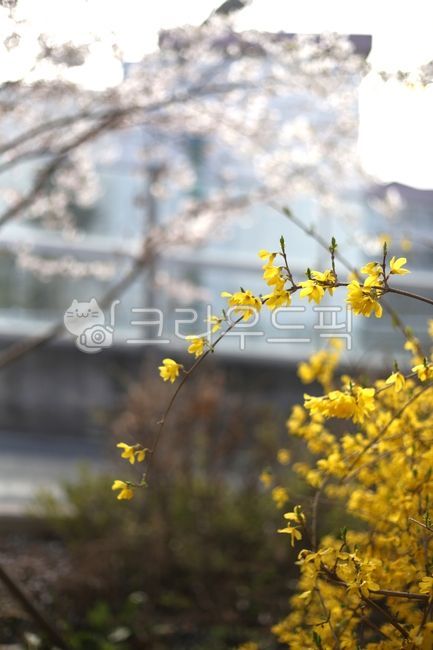 개나리,봄꽃,개나리꽃,노란꽃,봄에피는꽃,예쁜꽃,봄,꽃