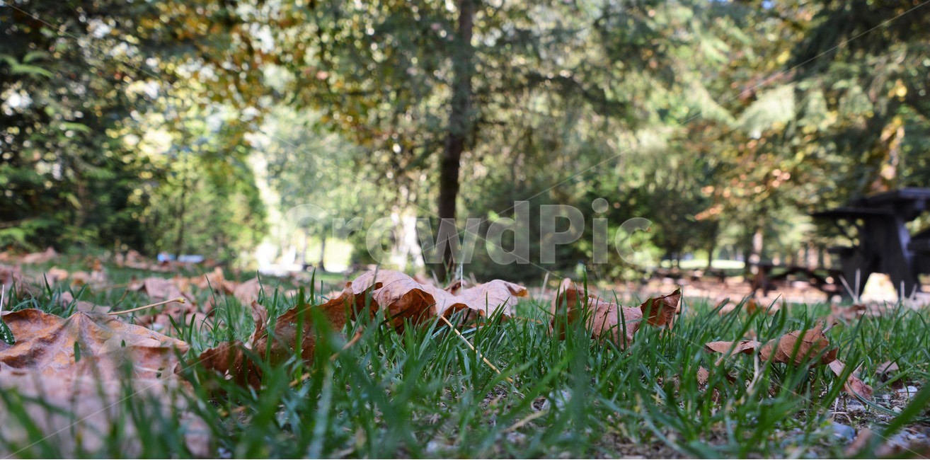 낙옆,풀밭,자연,가을,고독,가을,계절,fall,autumn,season,leaf,잎,plant,식물,tree,나무