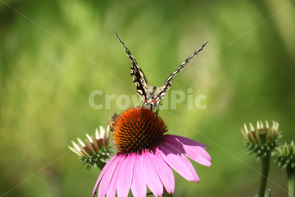에키네시아,나비,호랑나비,echinacea,swallowtailbutterfly