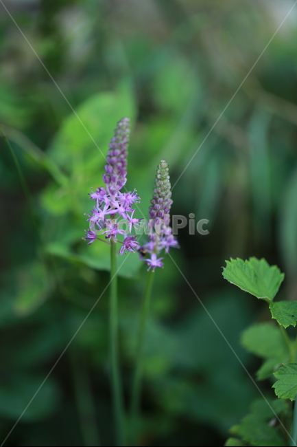야생화,들꽃,꽃,봄꽃,보라,식물,자연,plants,nature,꽃,flower