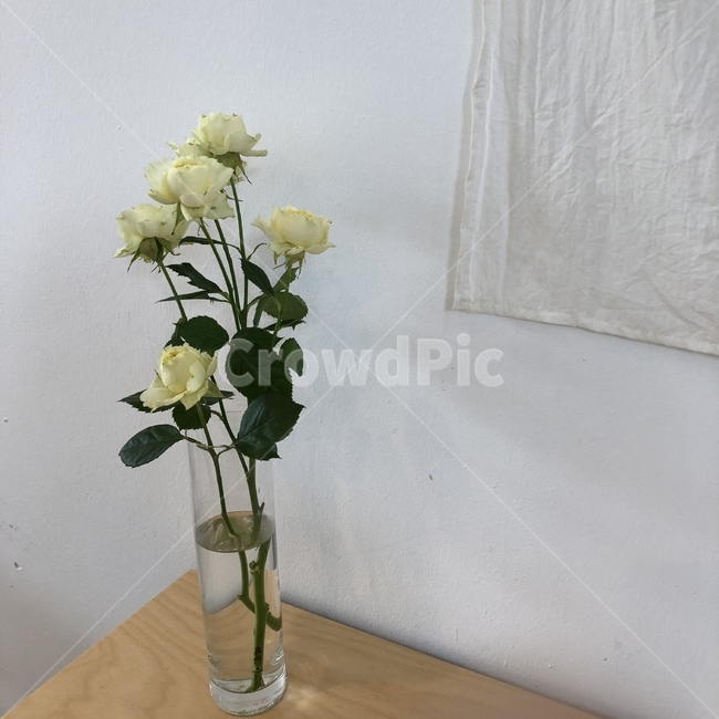꽃,인테리어,카페,감성사진,식물,감성,식물,자연,plants,nature,꽃,flower,실내용화초,화분,화초,house plant,인테리어,실내디자인,interior design