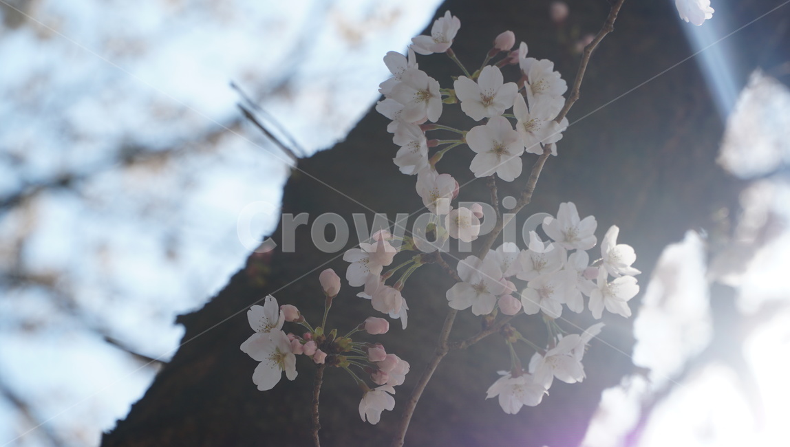 벚꽃,봄,하늘,자연,나무,봄,계절,spring,season,plant,식물,blossom,꽃,flower,cherry blossom