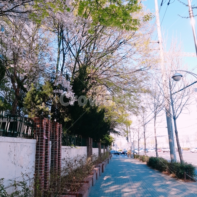 벚꽃,봄,힐링,풍경,길