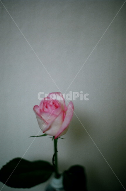 장미,flower,감성사진,필름카메라,핑크장미,꽃,flower