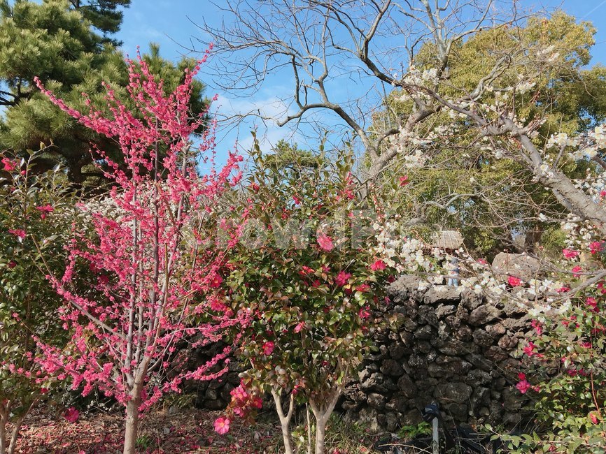 plant,식물,flower,tree,나무,꽃나무,풍경,식물,자연,plants,nature,꽃,flower,나무,trees,wood