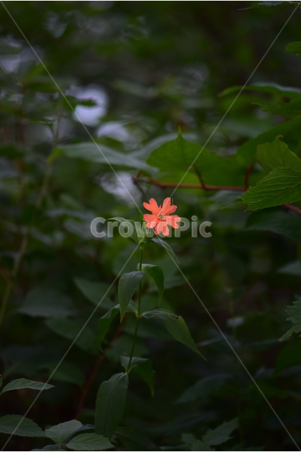 동자꽃,야생화,식물,자연,꽃,생태,힐링,플라워,wildflower,flower,plants,nature,season,감성,느낌,emotion,feeling,여름,오렌지색,여러해살이풀,석죽과,동자꽃속,식물,자연,plants,nature,꽃,flower