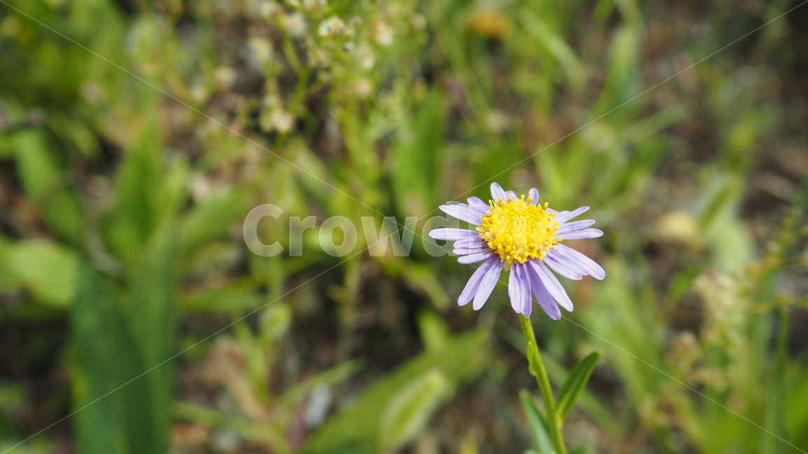 야생화,꽃,식물,자연,옥외,데이지,daisy,wildflower,flower,plant,outdoors,nature,blossom,식물,자연,plants,nature,꽃,flower