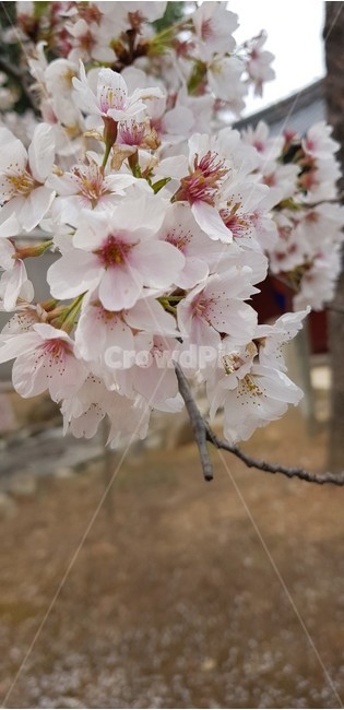 벚꽃,확대,봄,꽃,근접샷