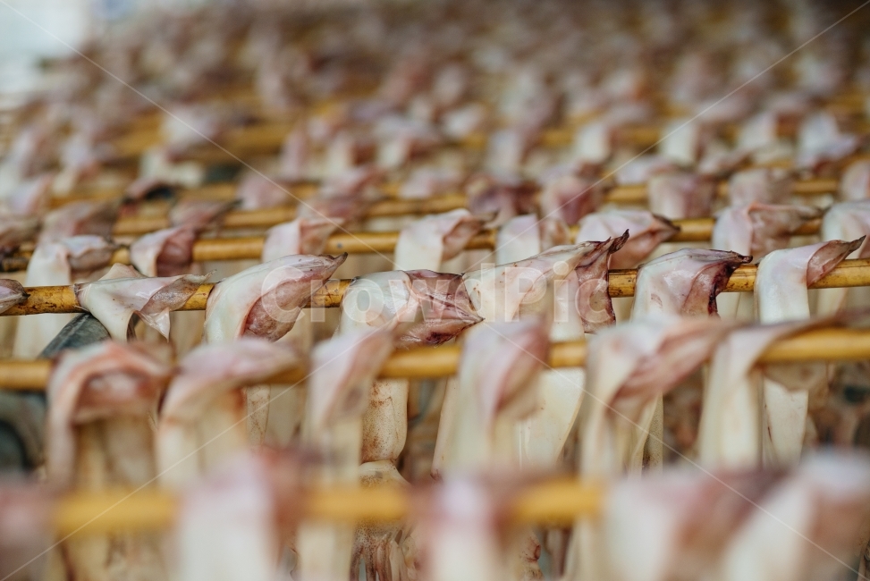 오징어,식재료,음식,건오징어,수산물,squid,Foodingredients,food,Aquaticproducts,음식,식재료,요리,food,cook,meal,dishes,food reserves,수산물,해산물,fishery products,seafood,산업,industry,industrial,어업,fishery,fishing industry
