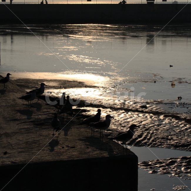 그리움,이별,풍경사진,탄도항,노을,동물,animal,조류,새,birds