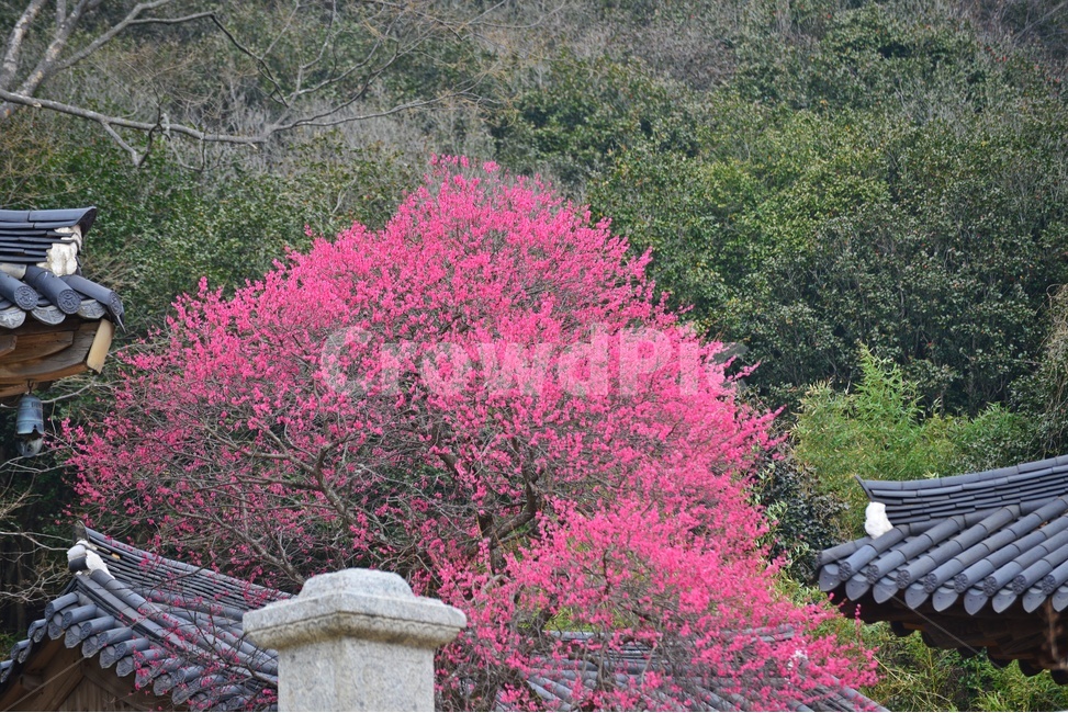 전남,구례,화엄사,흑매,홍매화,사찰,절,봄,계절,자연,경치,경관,풍경,지붕