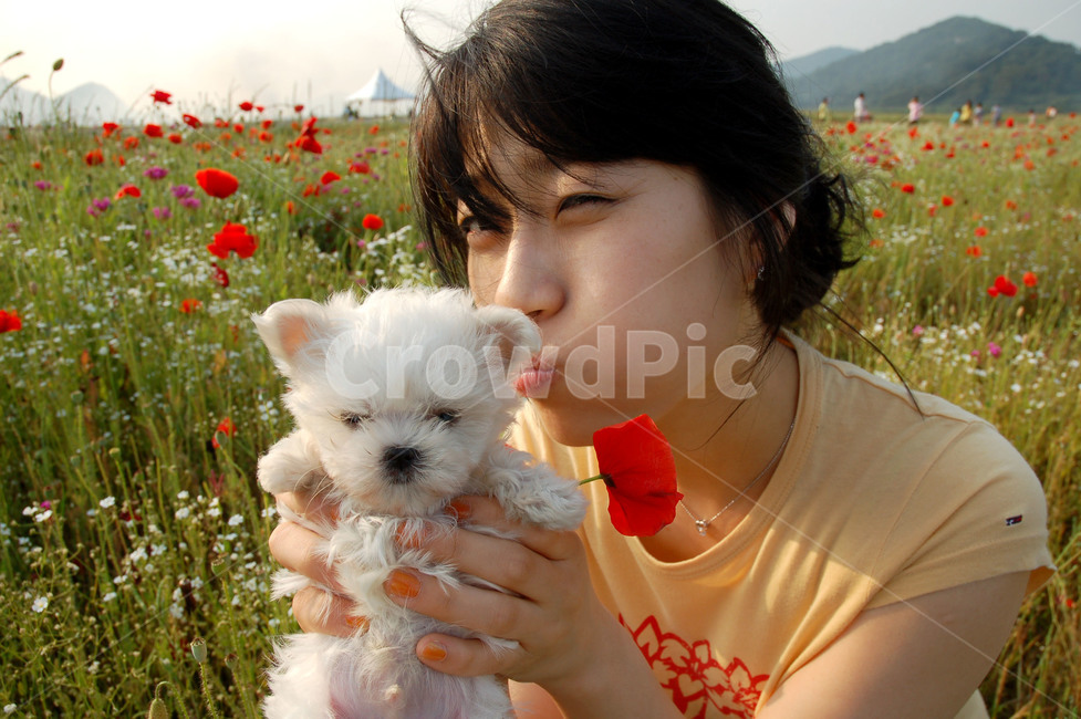 강아지,말티즈,꽃,양귀비,여자,여인,윙크,양귀비꽃,puppy,Maltese,동물,animal,포유류,mammal,개,강아지,dog,doggy,사람,인물,인간,human,person,여성,여자,woman,female,lady