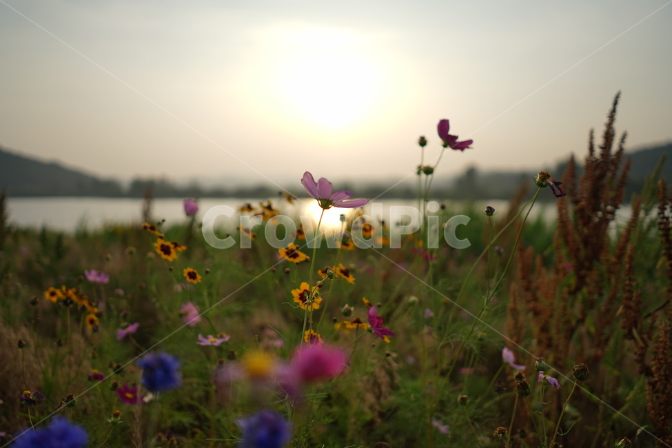 코스모스,석양,꽃,가을,자연,식물,자연,plants,nature,꽃,flower