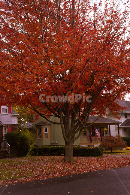 tree,나무,plant,식물,maple,단풍,가을,계절,fall,autumn,season