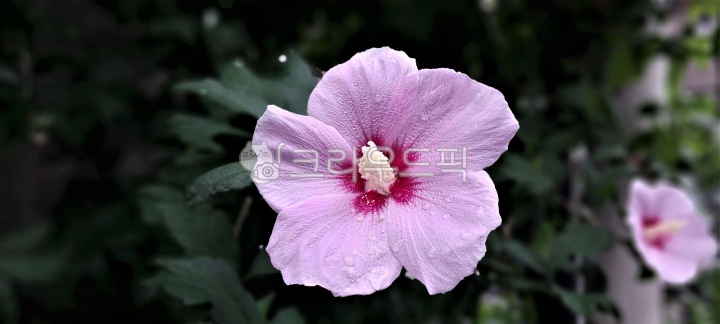 pink flower,roseofsharon,flower,pinkflower,petal,natural monument,hibiscus,Rose of Sharon,hibiscussyriacus,Wallpapers