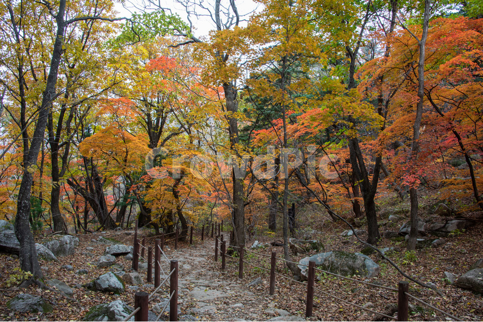 설악산,국립공원,가을,단풍,천불동계곡,가을,계절,fall,autumn,season,자연,풍경,nature,landscape,한국자연풍경,한국자연경관,korea nature landscape,tree,나무,plant,식물,ground,바닥