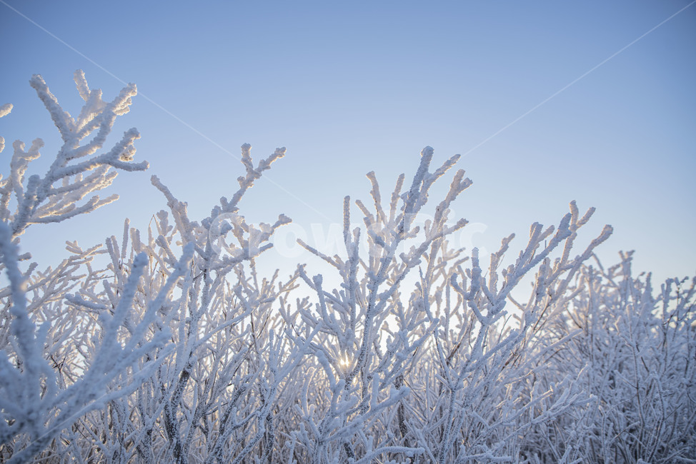 설산,태백산,겨울산,겨울,상고대,풍경,산,겨울풍경,눈꽃,nature,자연,snow,눈,겨울,계절,winter,season,자연,풍경,nature,landscape