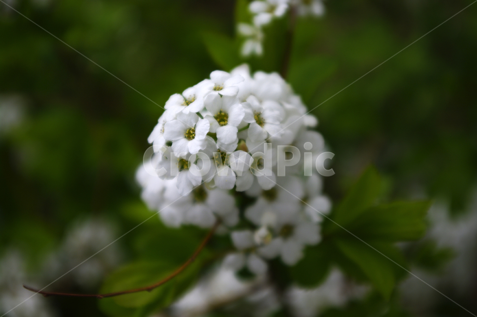 조팝꽃,꽃,flower,계절,봄,spring,식물,plant,자연,nature,식물,자연,plants,nature,꽃,flower
