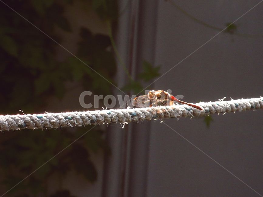 dragonfly,reddragonfly,clothesline,autumn,rest,잠자리,고추잠자리,빨랫줄,가을,쉼