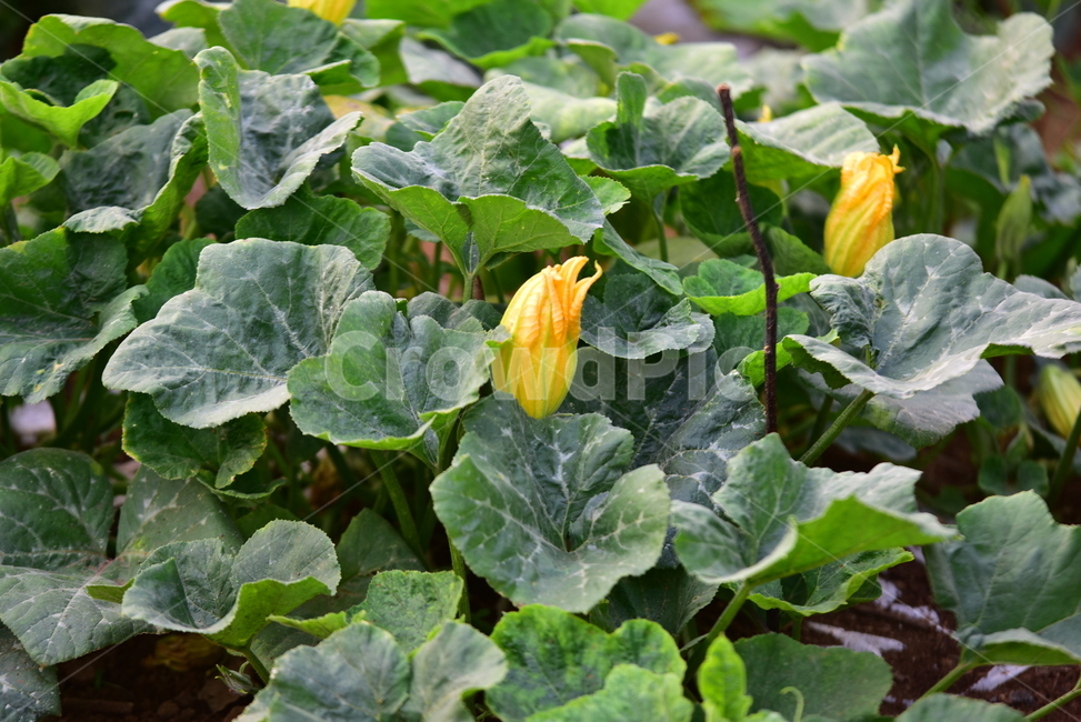 호박,호박꽃,호박잎,호박줄기,노란꽃,호박넝쿨,농사,밭농사,농촌,field,farming,village,pumpkin,pumpkinflower,산업,industry,industrial,농업,농사,agriculture,farming,farming industry