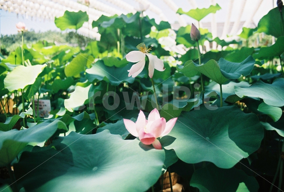 봉은사,연꽃,여름,연꽃잎,꽃사진,식물,자연,plants,nature,꽃,flower