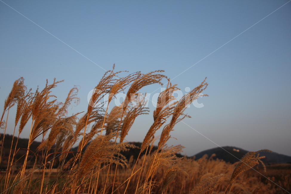 갈대,갈대명소,풍경,노을,억새,해질녁,도암리,가을,계절,fall,autumn,season,자연,풍경,nature,landscape,grass,잔디,plant,식물