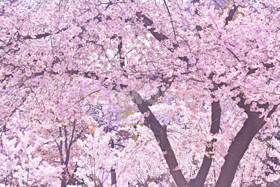 벚꽃,붐꽃,벚꽃축제,공원,시즌,계절,백그라운드,배경,바탕,spring,season,flowers,나무꽃,분홍색꽃,핑크색,pink,아름다운,화사한,화려한,예쁜,beautiful,background,3월,4월,꽃축제,체리블라썸,절정,만발,봄,계절,spring,season,자연,풍경,nature,landscape,plant,식물,flower,꽃,blossom