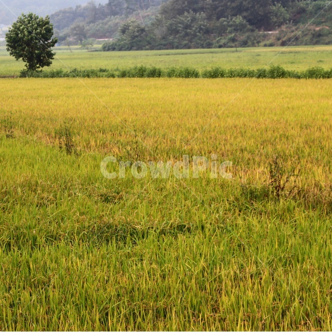 가을,추수,나무,가을풍경,시골풍경,가을,계절,fall,autumn,season,시골,마을,풍경,landscape,country,rural,town,field,들,grassland,목초지,outdoors,옥외,nature,자연