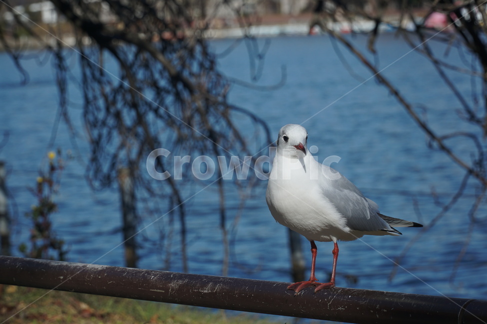 새,공원,일상,호수,자연,동물,에너지산업,energy industry,사물,물건,오브젝트,thing,object,matter,bird,animal,seagull,갈매기
