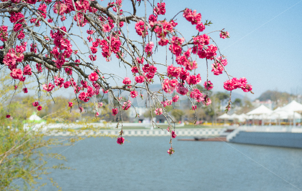 매화,꽃,봄,spring,flower,blossom,식물,자연,plants,nature,꽃,flower